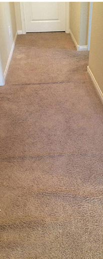 A carpet with no stains and no spots.